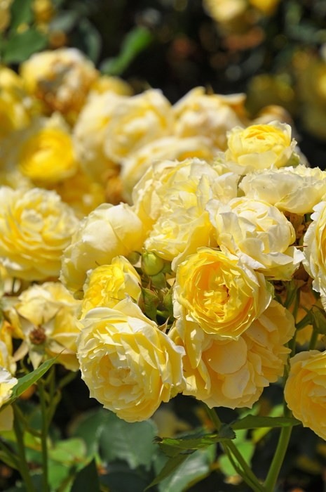 �����ġۥХ��� ������������������ ���� 6��ȭ�����ʡ����ӿ建�� ��Ͽ�ʼ�ϡ�IR-IRO3��