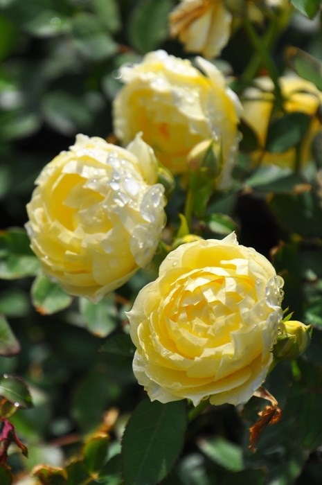 �����ġۥХ��� ������������������ ���� 6��ȭ�����ʡ����ӿ建�� ��Ͽ�ʼ�ϡ�IR-IRO3��