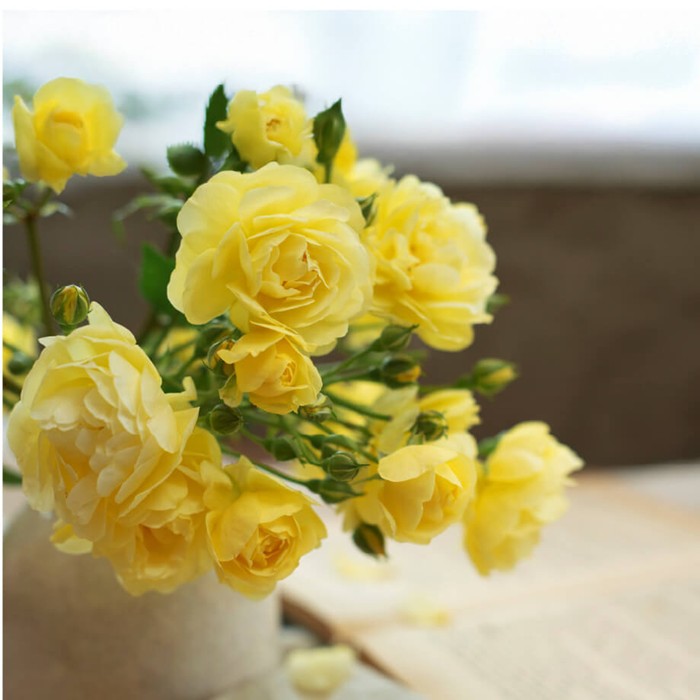 ���ߵ����ġۥХ��� ���󥷥륨�å� ���� 6��ȭ�����ʡ����ӿ建�� �ʼ���Ͽ�д���ϡ�IR-IRO3��2025�����ʼ��0109�����