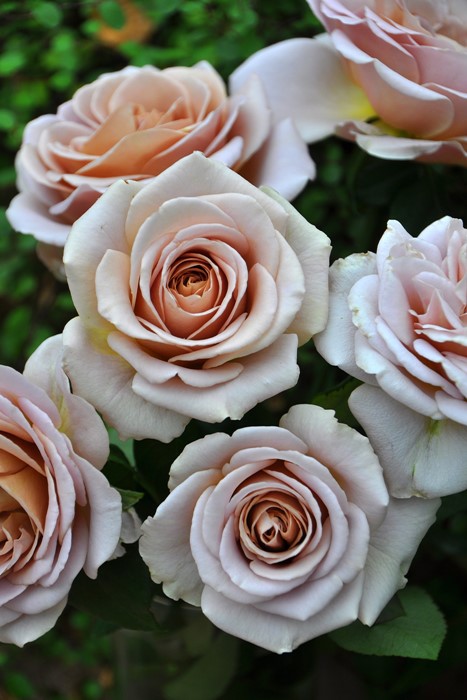 ���ߵ����ġۥХ��� ���ե���� ���� 6��ȭ�����ʡ����ӿ建�� ��Ͽ�ʼ�ϡ�J-IRM3�ա�1120�����