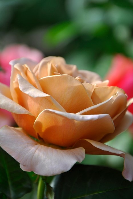 ���ߵ����ġۥХ��� ���ե���� ���� 6��ȭ�����ʡ����ӿ建�� ��Ͽ�ʼ�ϡ�J-IRM3�ա�1120�����