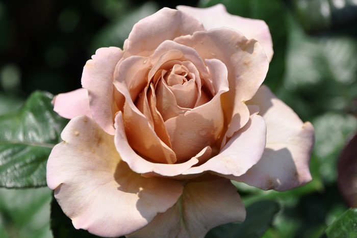 ���ߵ����ġۥХ��� ���ե���� ���� 6��ȭ�����ʡ����ӿ建�� ��Ͽ�ʼ�ϡ�J-IRM3�ա�1120�����