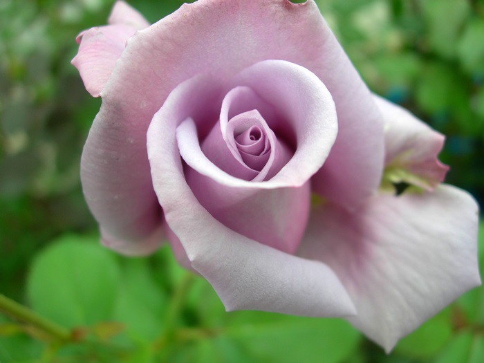 ġۥХ ֥롼ȡ  6ȭʡηʼϡMA-MA