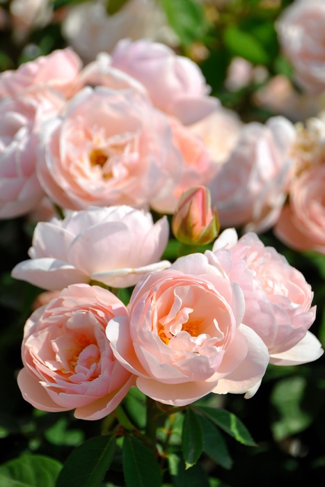 ġۥХ ֥꡼  6ȭʡӿ建 ϿʼϡHan-DEL