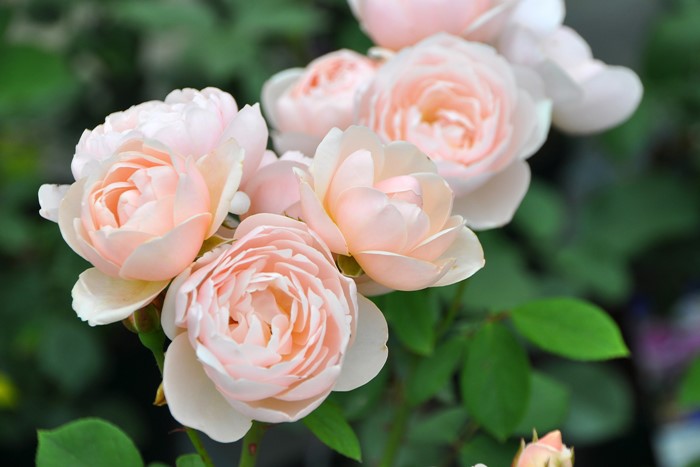 ġۥХ ֥꡼  6ȭʡӿ建 ϿʼϡHan-DEL