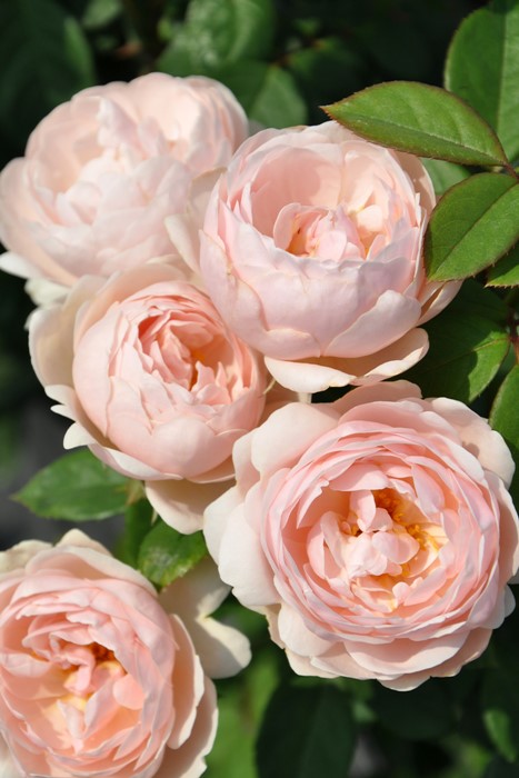 ġۥХ ֥꡼  6ȭʡӿ建 ϿʼϡHan-DEL