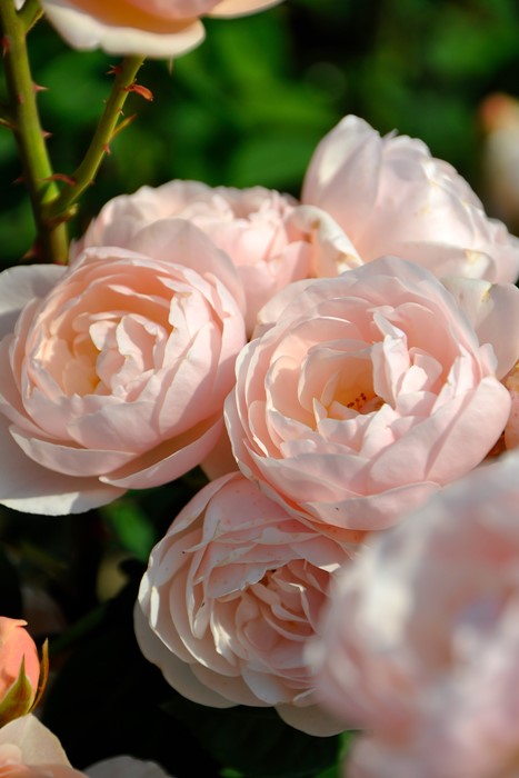 ġۥХ ֥꡼  6ȭʡӿ建 ϿʼϡHan-DEL