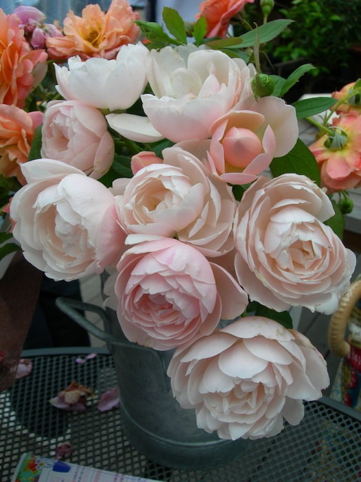 ġۥХ ֥꡼  6ȭʡӿ建 ϿʼϡHan-DEL