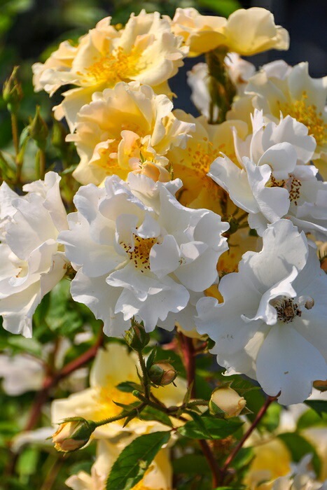 バラ苗【中苗】マリーアンドゥラマルティーヌ 国産苗 6号鉢植え品