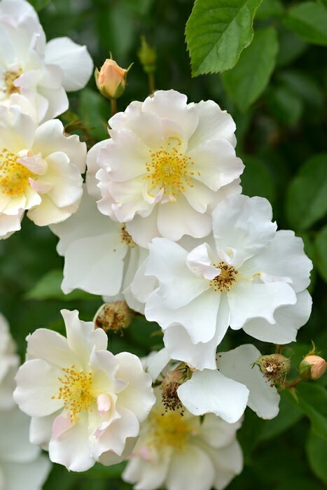 �Х��ġ����ġۥޥ꡼����ɥ���ޥ�ƥ����� ���� 6��ȭ�����ʡ����ӿ建�� ��Ͽ�ʼ�ϡ�Han-DOR��