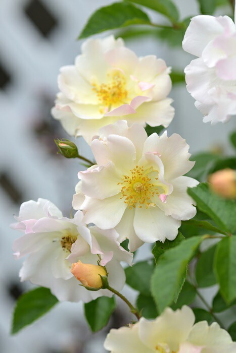 �Х��ġ����ġۥޥ꡼����ɥ���ޥ�ƥ����� ���� 6��ȭ�����ʡ����ӿ建�� ��Ͽ�ʼ�ϡ�Han-DOR��