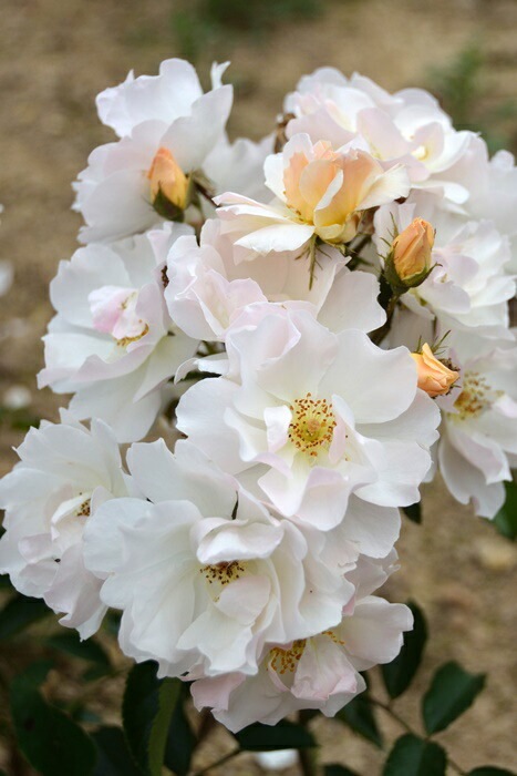 �Х��ġ����ġۥޥ꡼����ɥ���ޥ�ƥ����� ���� 6��ȭ�����ʡ����ӿ建�� ��Ͽ�ʼ�ϡ�Han-DOR��