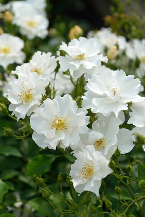 �Х��ġ����ġۥޥ꡼����ɥ���ޥ�ƥ����� ���� 6��ȭ�����ʡ����ӿ建�� ��Ͽ�ʼ�ϡ�Han-DOR��