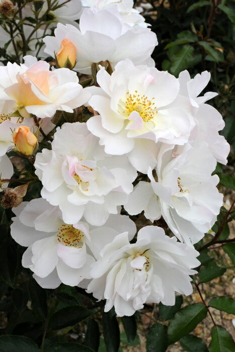 �Х��ġ����ġۥޥ꡼����ɥ���ޥ�ƥ����� ���� 6��ȭ�����ʡ����ӿ建�� ��Ͽ�ʼ�ϡ�Han-DOR��