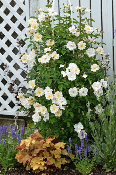 �Х��ġ����ġۥޥ꡼����ɥ���ޥ�ƥ����� ���� 6��ȭ�����ʡ����ӿ建�� ��Ͽ�ʼ�ϡ�Han-DOR��