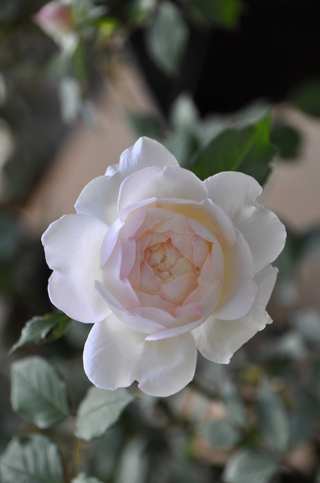 ġۥХ 奯  6ȭʡӿ建 ϿʼϡKb-KBO