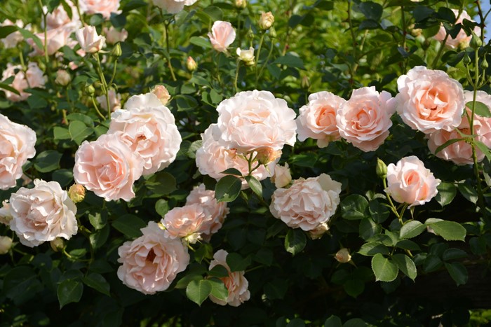 ���ߵ����ġۥХ��� ������ ���� 6��ȭ�����ʡ�J-CL10��