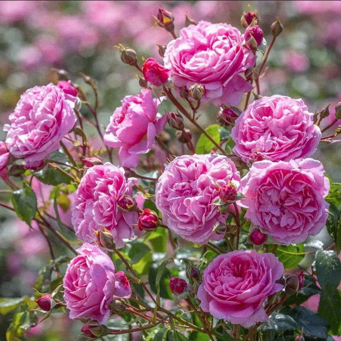 ���ߵ����ġۥХ��� �ڥͥ��ԥ饤���꡼ ͢���� 7��ȭ�����ʡ����ӿ建�� �ʼ���Ͽ�д���ϡ�ER-Y��