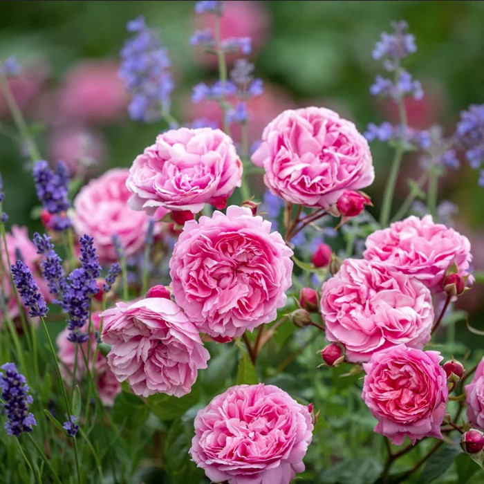 ���ߵ����ġۥХ��� �ڥͥ��ԥ饤���꡼ ͢���� 7��ȭ�����ʡ����ӿ建�� �ʼ���Ͽ�д���ϡ�ER-Y��