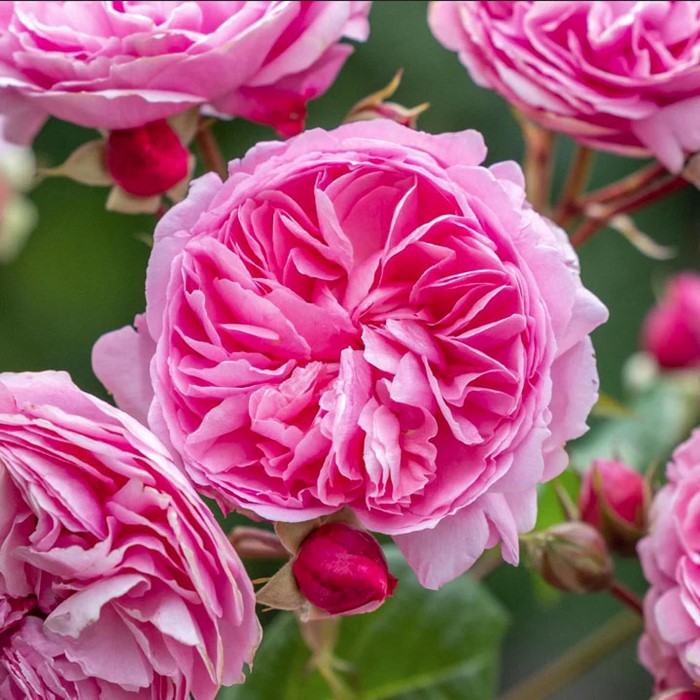 ���ߵ����ġۥХ��� �ڥͥ��ԥ饤���꡼ ͢���� 7��ȭ�����ʡ����ӿ建�� �ʼ���Ͽ�д���ϡ�ER-Y��