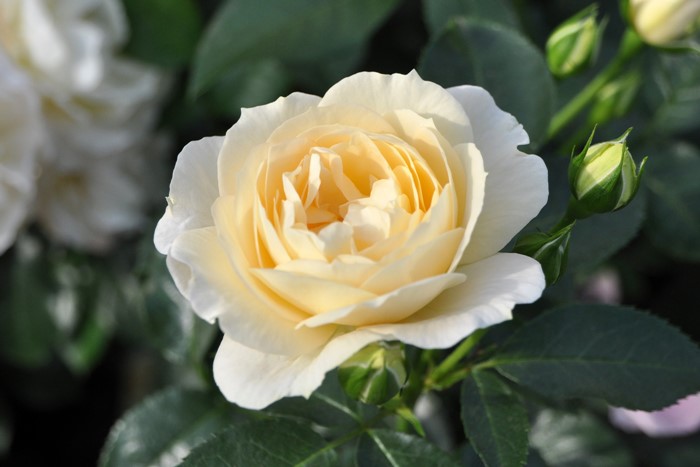 大苗 バラ苗 マリーアントワネット Fl白 国産苗 6号鉢植え品 農林水産省 登録品種 Ir Iro3 ブランドで選ぶバラ タンタウ 大苗 バラの家 公式本店 ロサオリエンティス