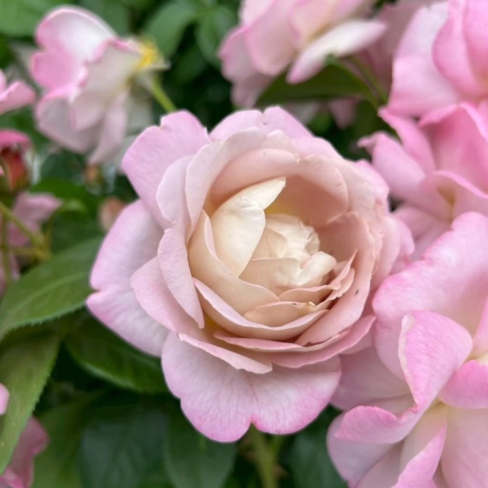 ���ߵ����ġۥХ��� ������ ���� 6��ȭ�����ʡη����ʼ�ϡ�KMG-KMG��2025�����ʼ��0109�����