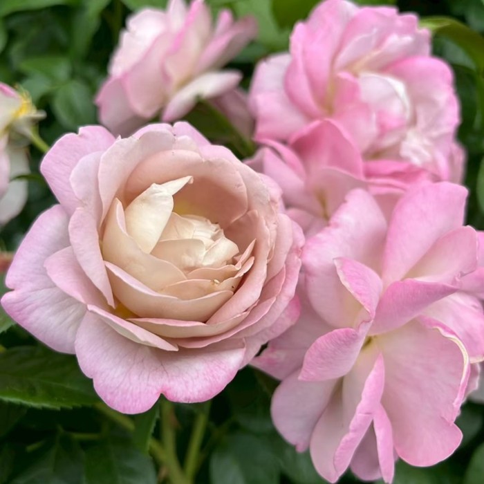 ���ߵ����ġۥХ��� ������ ���� 6��ȭ�����ʡη����ʼ�ϡ�KMG-KMG��2025�����ʼ��0109�����