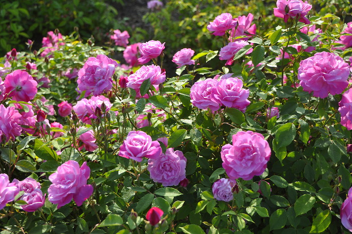 �����ġۥХ��� ������ɥ֥�å��� ���� 6��ȭ�����ʡ�J-OB20��