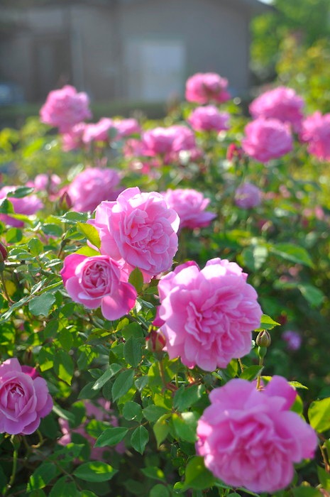 �����ġۥХ��� ������ɥ֥�å��� ���� 6��ȭ�����ʡ�J-OB20��