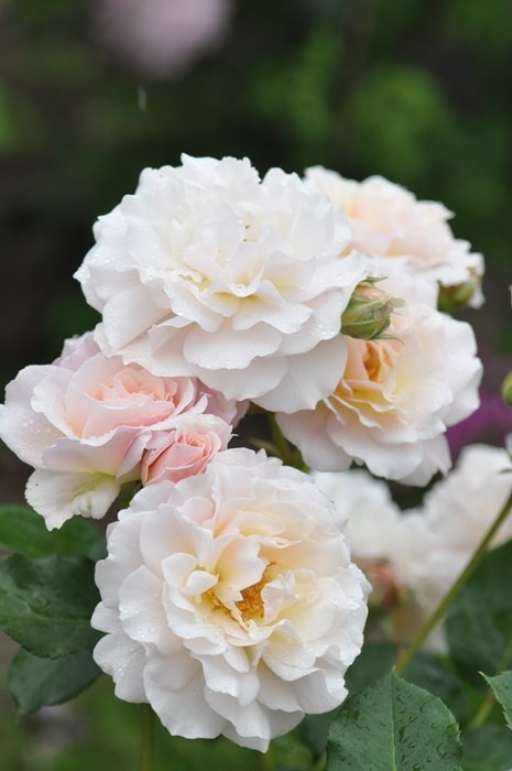 �����ġۥХ��� ���奷�� ���� 6��ȭ�����ʡη����ʼ�ϡ�Kb-KBO��