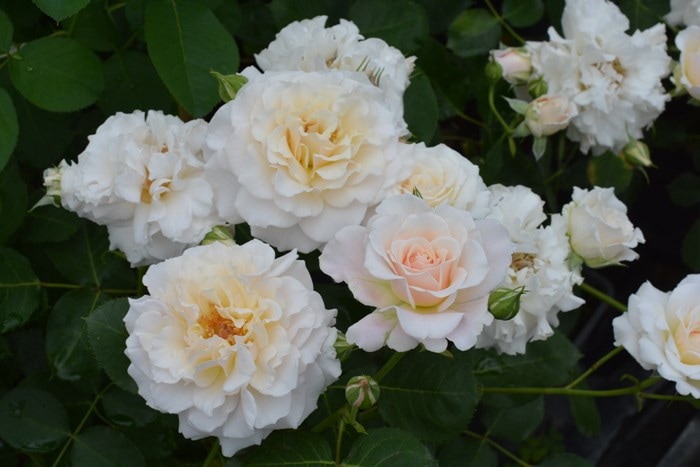 �����ġۥХ��� ���奷�� ���� 6��ȭ�����ʡη����ʼ�ϡ�Kb-KBO��