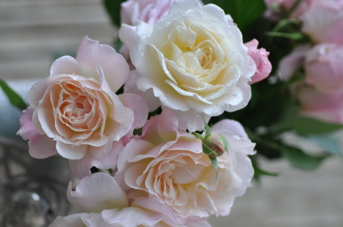 �����ġۥХ��� ���奷�� ���� 6��ȭ�����ʡη����ʼ�ϡ�Kb-KBO��