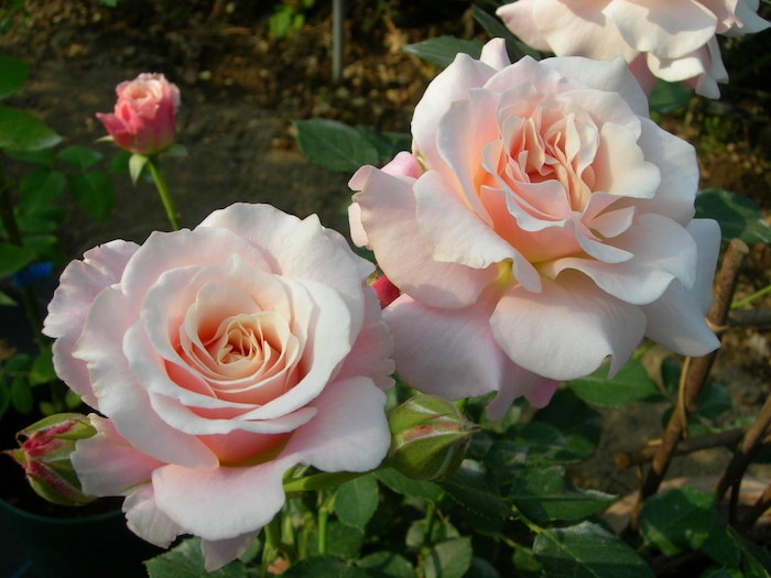 �����ġۥХ��� ���奷�� ���� 6��ȭ�����ʡη����ʼ�ϡ�Kb-KBO��