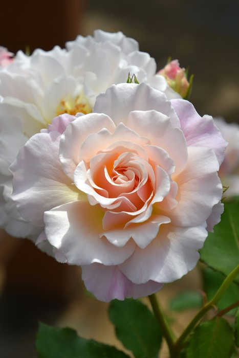 �����ġۥХ��� ���奷�� ���� 6��ȭ�����ʡη����ʼ�ϡ�Kb-KBO��