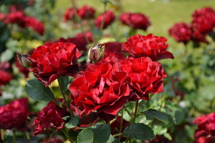 ġۥХ ޡ奢ХХ  6ȭʡηʼϡHan-DEL