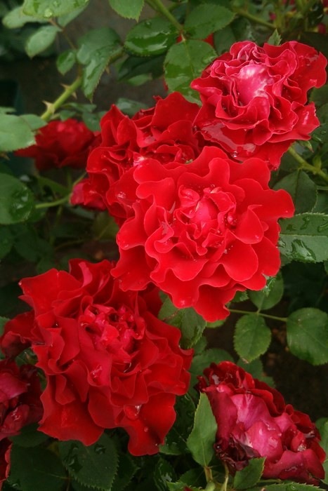 ġۥХ ޡ奢ХХ  6ȭʡηʼϡHan-DEL