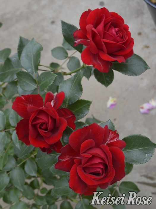 ���ߵ����ġۥХ��� �饤�ǥ󥷥�ե� ���� 6��ȭ�����ʡη����ʼ�ϡ�IR-IRO3�ա�0109�����