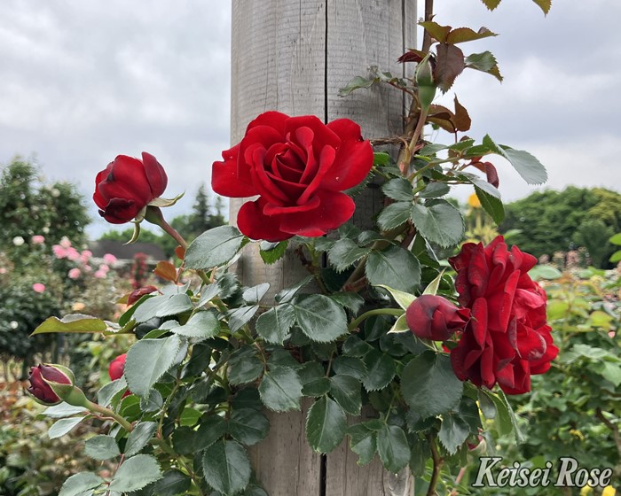 ���ߵ����ġۥХ��� �饤�ǥ󥷥�ե� ���� 6��ȭ�����ʡη����ʼ�ϡ�IR-IRO3�ա�0109�����