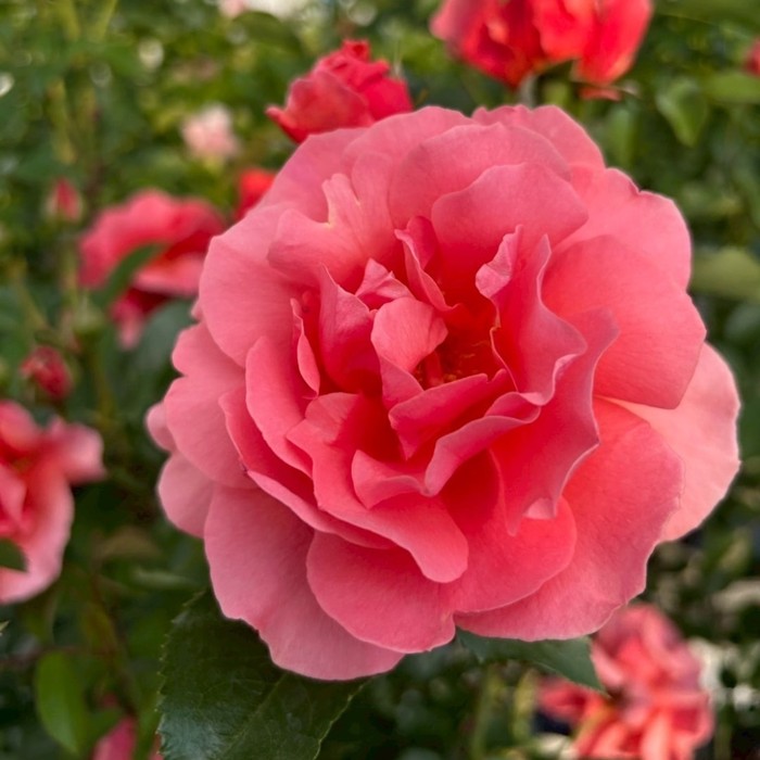 ���ߵ����ġۥХ��� ��ǥѡ���ɥ��䥻 ���� 6��ȭ�����ʡη����ʼ�ϡ�KMG-KMG��2025�����ʼ��0109�����