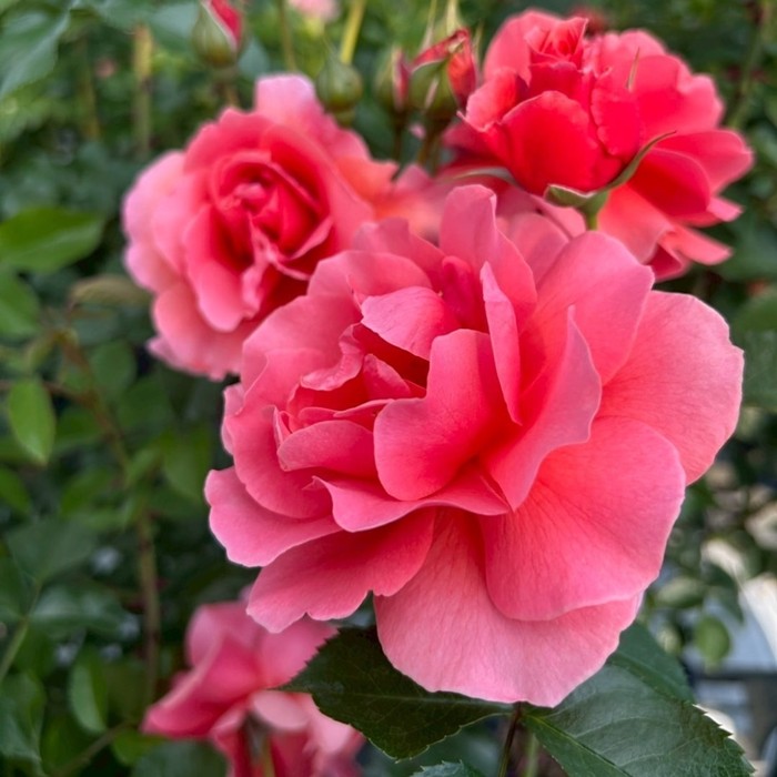 ���ߵ����ġۥХ��� ��ǥѡ���ɥ��䥻 ���� 6��ȭ�����ʡη����ʼ�ϡ�KMG-KMG��2025�����ʼ��0109�����