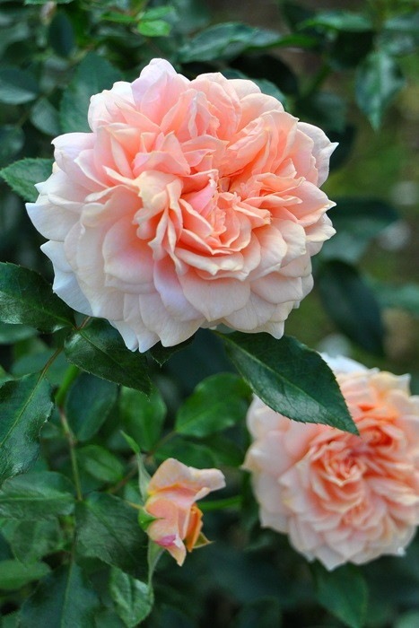 ġۥХ ǥ󥪥֥  6ȭʡӿ建 ϿʼϡIR-IRO3