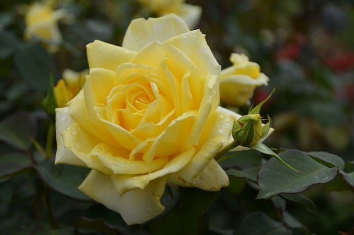 �����ġۥХ��� ���ä����ڷ���� ���� 6��ȭ�����ʡη����ʼ�ϡ�IR-IRO3��