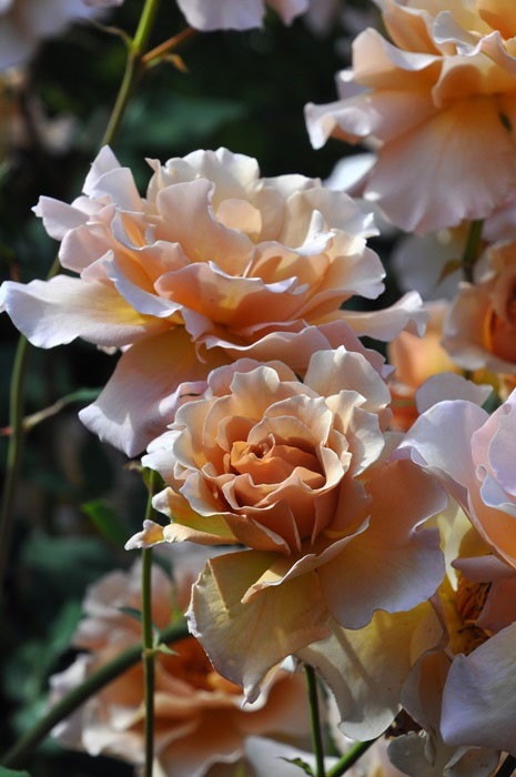 ���ߵ����ġۥХ��� ����ꥢ ���� 6��ȭ�����ʡ�J-HT10��