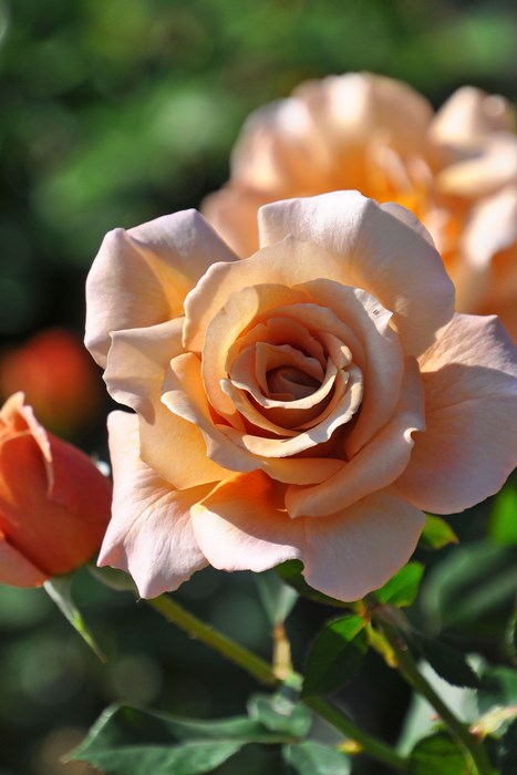 ���ߵ����ġۥХ��� ����ꥢ ���� 6��ȭ�����ʡ�J-HT10��