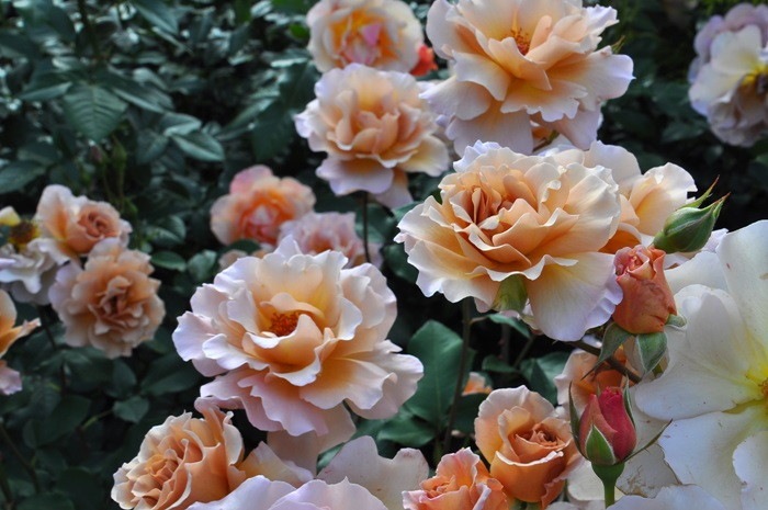 大苗 バラ苗 ジュリア Ht茶 国産苗 6号鉢植え品 J Mb15 すべての商品 バラの家 公式本店 ロサオリエンティス