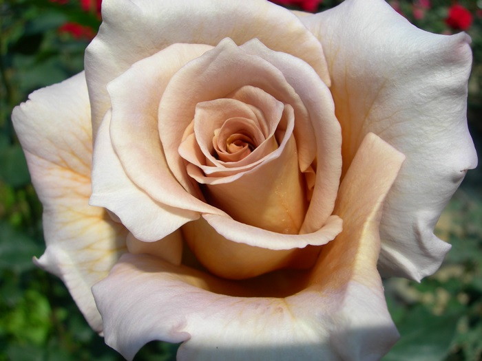 ���ߵ����ġۥХ��� ����ꥢ ���� 6��ȭ�����ʡ�J-HT10��