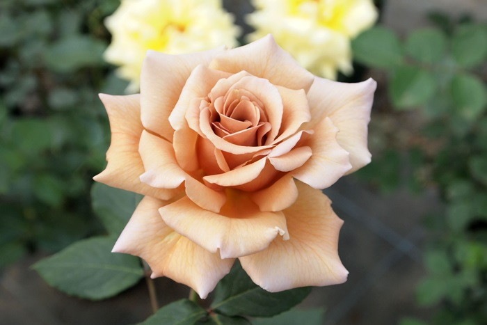 ���ߵ����ġۥХ��� ����ꥢ ���� 6��ȭ�����ʡ�J-HT10��