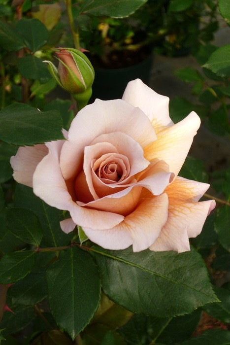 ���ߵ����ġۥХ��� ����ꥢ ���� 6��ȭ�����ʡ�J-HT10��