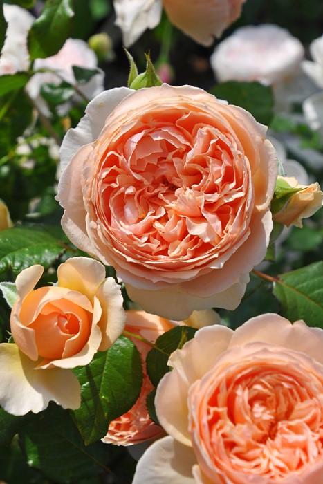 ���ߵ����ġۥХ��� �ޤ���ڿ���ۥޥ��� ���� 6��ȭ�����ʡη����ʼ�ϡ�JB-YR��