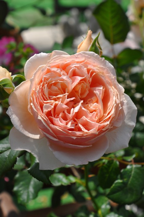 ���ߵ����ġۥХ��� �ޤ���ڿ���ۥޥ��� ���� 6��ȭ�����ʡη����ʼ�ϡ�JB-YR��